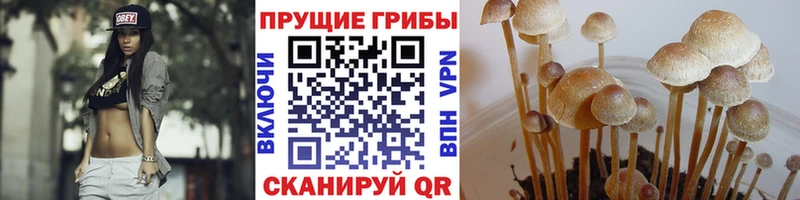 KRAKEN сайт  где продают наркотики  Костерёво  Галлюциногенные грибы Psilocybine cubensis 